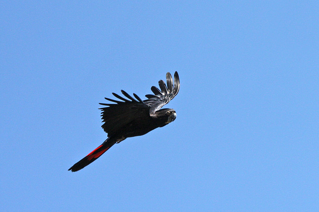 Male glossy black cockatoo