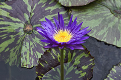 "Blue Aster" Waterlily – New York Botanical Garden, New York, New York