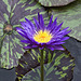 "Blue Aster" Waterlily – New York Botanical Garden, New York, New York
