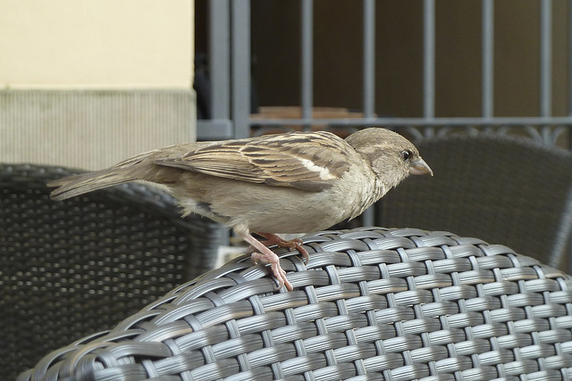 Leipzig 2013 – Sparrow