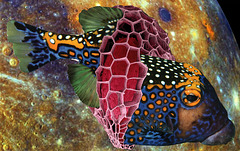spotted boxfish meets spacetime anomaly