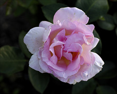 Rose 10