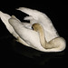 Shy - Night Of The Swan