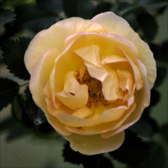 Rose 04