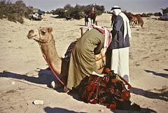 Dressing the camel