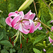 Japanese Lily #1 – New York Botanical Garden, New York, New York