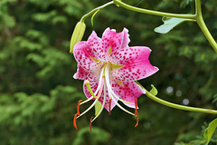Japanese Lily #2 – New York Botanical Garden, New York, New York