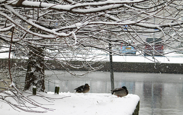 Snowbound Ducks