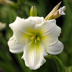 Day Lily 01