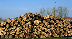 Logs Upon Logs