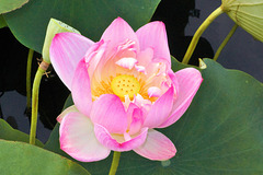 Sacred Lotus Flower – New York Botanical Garden, New York, New York