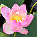 Sacred Lotus Flower – New York Botanical Garden, New York, New York