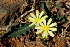 20090228-0452 Launaea procumbens (Roxb.) Ramayya & Rajagopal