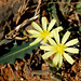 20090228-0452 Launaea procumbens (Roxb.) Ramayya & Rajagopal