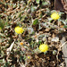 20090228-0469 Blumea lacera (Burm.f.) DC.