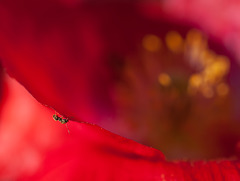Pollinated Ant on a Poppy Petal!