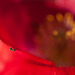 Pollinated Ant on a Poppy Petal!