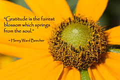 235/365: "Gratitude is the fairest blossom which springs from the soul." ~ Henry Ward Beecher