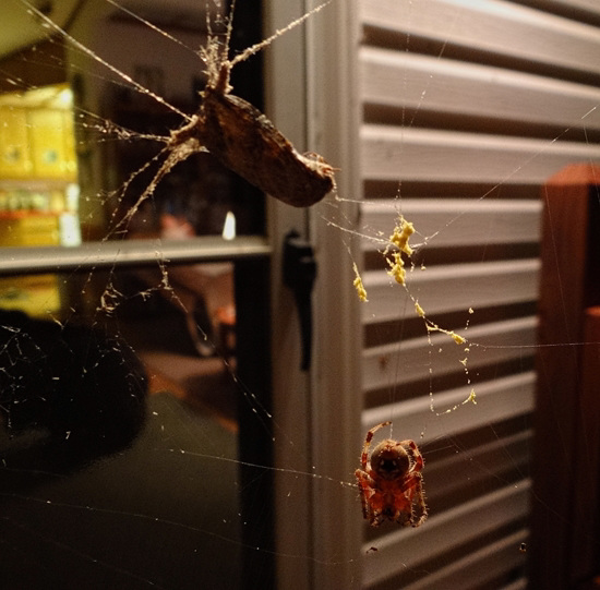 Dinner for One ~ Western Spotted Orb Weaver