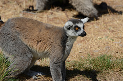 FREJUS: Zoo: Un Maki catta (Lemur catta).