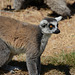 FREJUS: Zoo: Un Maki catta (Lemur catta).