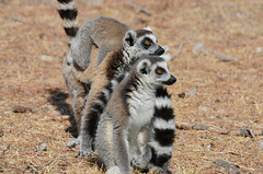FREJUS: Zoo: Deux Maki catta (Lemur catta).