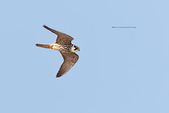 Eurasian Hobby / Boomvalk (Falco subbuteo)