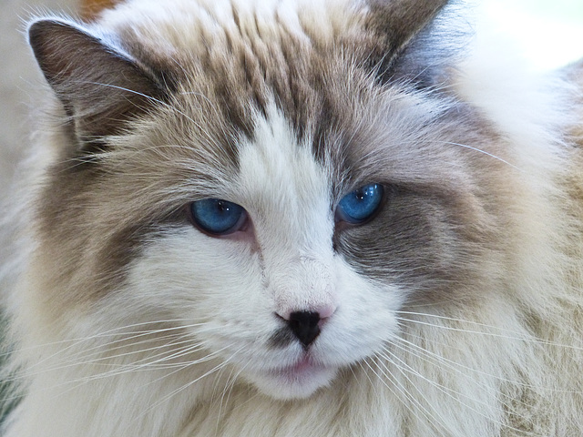 Beautiful blue eyes