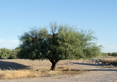 Ehrenberg, AZ: Hualapai concentration camp site (0732)