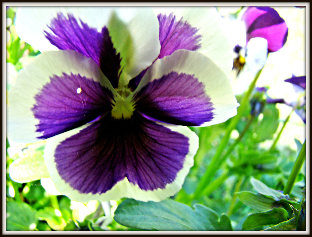 Attractive pansy flower