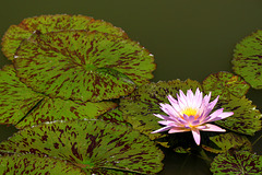 Lily and pads, Biltmore