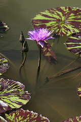 Purple waterlilies and buds