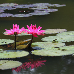 Reflected waterlilies