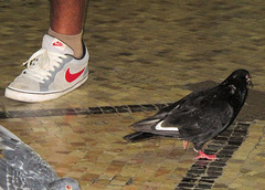 Nike pigeon