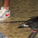 Nike pigeon