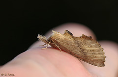 Pale Prominent Pterostoma palpina
