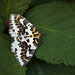Magpie Moth Abraxas grossulariata