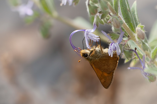 Skipper Drinking Nectar and Getting Pollen Brushed onto its Head!