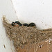 Baby Swallows