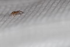 Tiny 1mm Spider on Paper Napkin