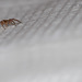 Tiny 1mm Spider on Paper Napkin