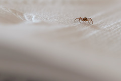 I Will Call You George, The Tiniest Spider in the World! :D