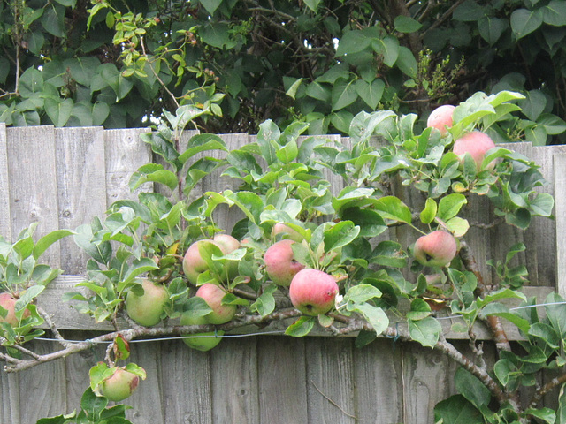 Large apples on Ann's apple tree