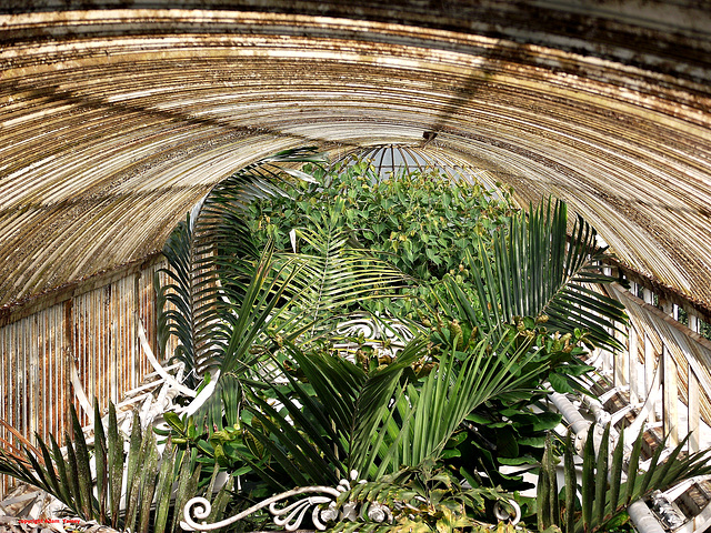 Palm House roof detail