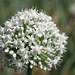 20090228-0737 Allium cepa L.