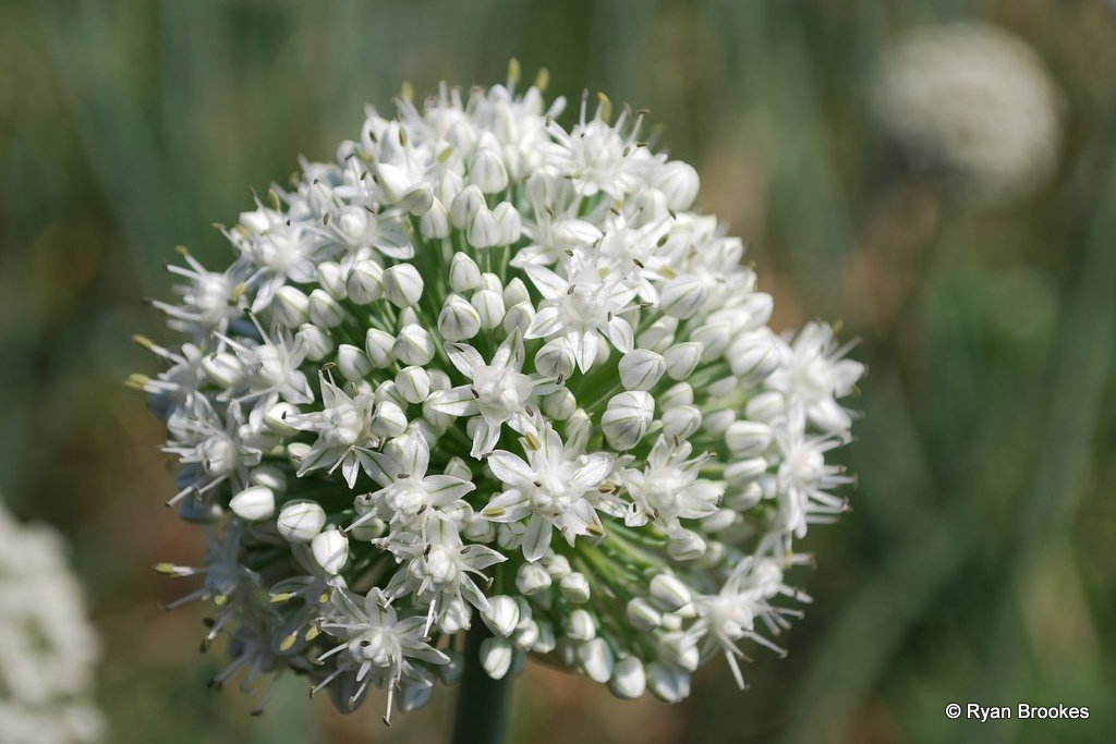 20090228-0737 Allium cepa L.