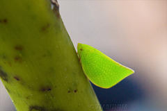 Tiny leaf insect