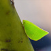 Tiny leaf insect