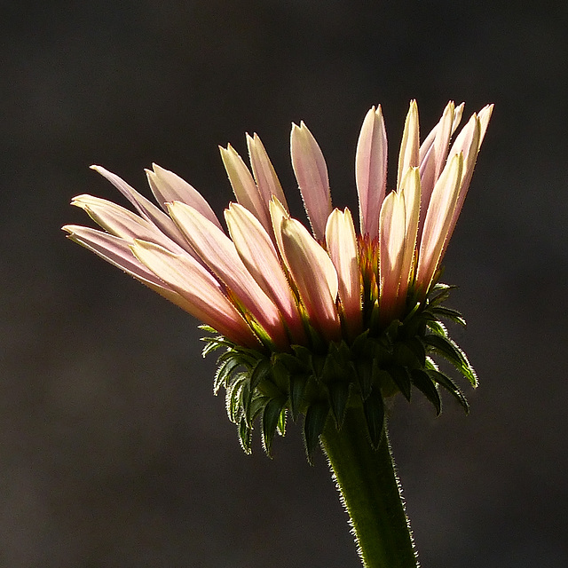 Catching the light