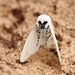 White Satin Moth